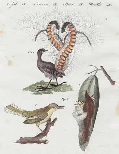 Voegel LV. - 1) Die prächtige Mänura. - 2) Der Schneidervogel. - Leierschwänze lyrebird Graurücken-Leierschwan