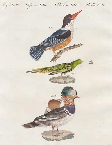 Vögel LXIV. - 1) Der Chinesische Eisvogel. - 2) Der Erdpapagey. - 3) Die Mandarin-Ente.Variet. - Eisvogel king