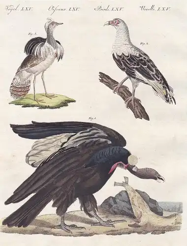 Vögel LXV. - 1) Der mangellanische Geier oder Condor. - 2) Der Geier aus Angola. - 3) Der Hubara oder Kragentr