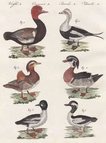 Vögel L. - 1) Die Kolben-Ente. - 2) Die Winter-Ente. - 3) Die Chinesische Ente. - 4) Die Sommer-Ente. - 5) Die