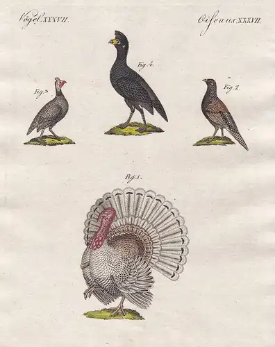 Vögel XXXVII - Ausländisches Hausgeflügel - Truthahn wild turkey Fasan pheasant Perlhühner guineafowl Vögel bi