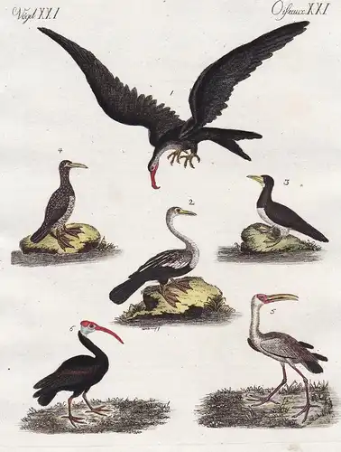 Vögel XXI / Oiseaux XXI - Der Fregattvogel - Der Anhinga - Der Gannet oder Bassaner - Der Gannet von Cayenne -
