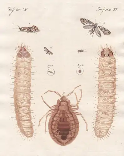 Insecten XV - Schädliche Insecten - Kornwurm - Wanze - Insekt insect Insekten insects Wurm worm Würmer worms W