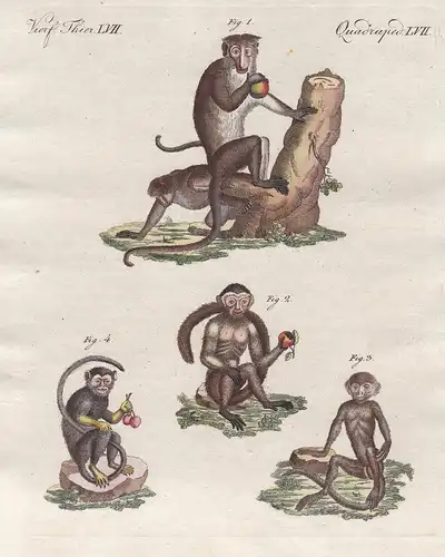Vierf. Thier LVII - Vier Affen-Arten - Affe monkey Affen monkeys Primat primate Primaten primates Saguinus