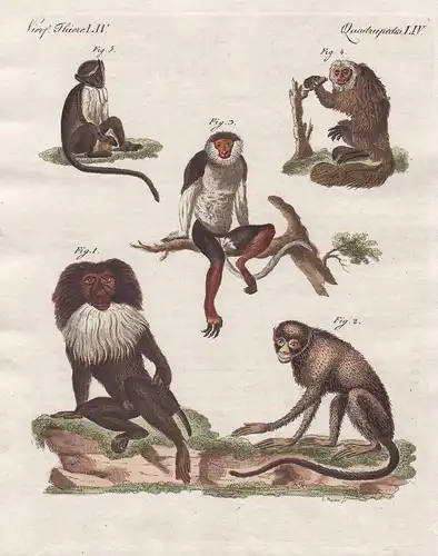 Vierf. Thiere LIV - Fünf Affen-Arten - Affen monkeys Affe monkey Sakiaffen pitheciidae Primaten primates