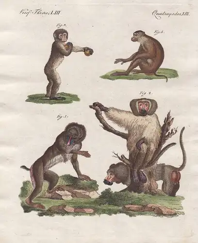 Vierf. Thiere LIII - Vier Affen-Arten - Der Choras - Der Lovando - Der Pitheke - Der Mainon - Mandrill Mantelp