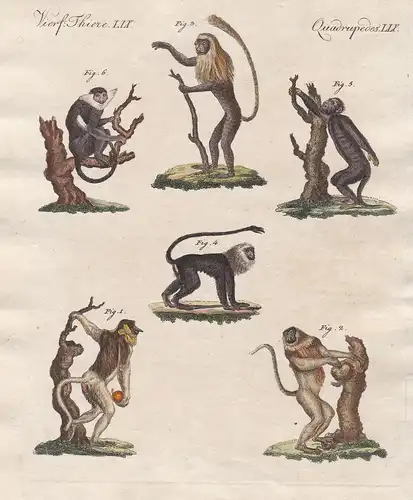 Vierf. Thiere LIX - Einige Affen-Arten - Affe Affen monkeys Primaten primates Brüllaffe howling monkey Löwenäf