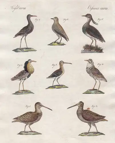 Vögel XXVIII - Merkwürdige Sumpfvögel - Waldschnepfe woodcock Kiebitz Strandläufer calidris Vogel bird Vögel b