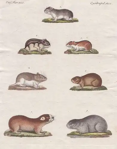 Vierf. Thiere XLIX - Mäuse versiedener Art - Maus mouse Rennmaus gerbil Nagetiere rodent Nagetier Säugetier ma