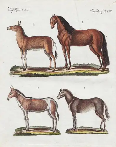 Vierf. Thiere XXIII / Quadrup. XXIII - Das wilde Pferd - Das zahme Pferd - Der Dshiggetai - Der Onager - Wildp