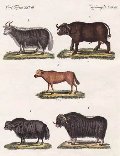 Vierf. Thiere XXVIII / Quadruped. XXVIII - Der Sarluk oder Grunzochse - Die indische Kuh - Der afrikanische Bü