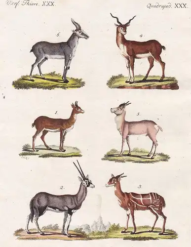 Vierf. Thiere XXX / Quadruped. XXX - Der Nagor - Der Pasan - Der Guib - Die Hirsch-Ziege - Die Kropf-Gazelle -