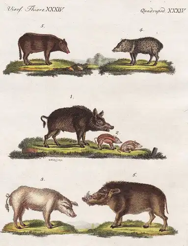 Vierf. Thiere XXXIV / Quadruped. XXXIV - Das wilde Schwein - Das zahme Schwein - Das Nabelschwein - Das siamis