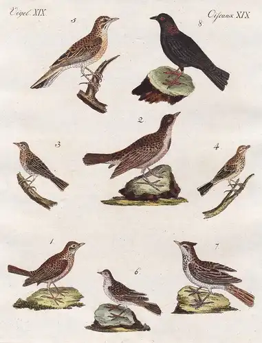 Vögel XIX / Oiseaux XIX - Die Feldlerche - Die Kalanderlerche - Die Wiesenlerche - Die Baumlerche - Die Sumpfl