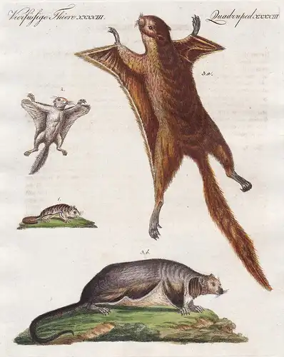 Vierfüssige Thiere XXXXIII / Quadruped XXXXIII - Fliegende Eichhörnchen - Das Asiatische Eichhorn - Das Virgin