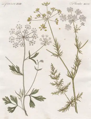 Pflanzen XLVII / Plantes XLVII - Der Anis - Der Kümmel - Anis anise Kümmel cumin caraway Gewürze Kräuter herbs