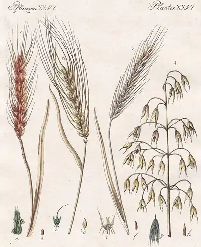 Pflanzen XXVI / Plantes XXVI - Der Waizen - Der Roggen oder das Korn - Die Gerste - Der Hafer - Getreide corn