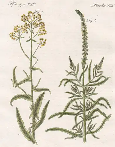 Pflanzen XXV / Plantes XXV - Der Waid - Der Wau - Waid Färberwaid Gilbkraut Pastel Deutsche Indigo dyer's woad