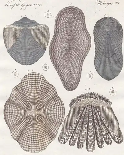 Vermischt. Gegenst. XVI - Fischschuppen - Schuppen scale Morphologie Barsch perch Aale eels Fisch fish Fische