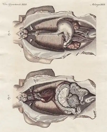 Verm. Gegenstaende XXXII. - 1) Die geöffnete Brust - und Bauchhöhle nach Wegnehmung mehrerer Eingeweide. - 2)