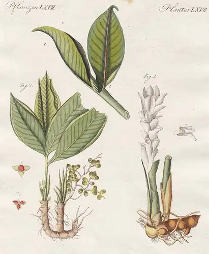 Pflanzen LXVII. - 1) Der Zittwer - 2) Die Paradieskörner - Zitwerwurzel Curcuma zedoaria Paradieskörner Aframo