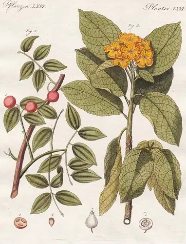 Pflanzen LXVI - Arzney-Pflanzen. 1) Der Schlangenholz-Baum. 2) Der Sebesten-Baum (Cordia Sebestana). - Pflanze