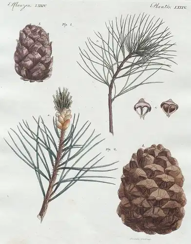 Pflanzen LXXIV. - 1) Die Zürbelnusskiefer. - 2) Die Pineolenkiefer - Zirbelkiefer stone pine Arbe Kiefer Pineo