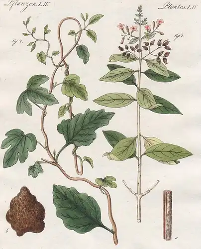 Pflanzen LIV - Arzney-Pflanzen. 1) Die China oder Fieberinde. (Cinchona officinalis). 2) Die Jalappe. (Conivol