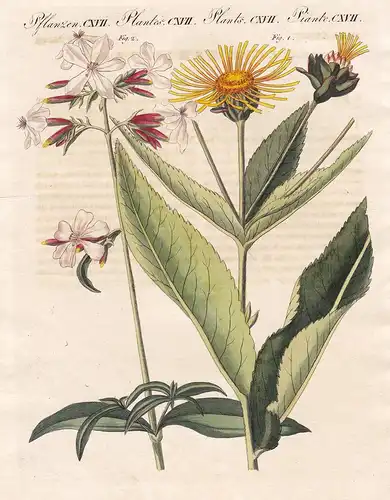 Pflanzen CXVII - Arznei-Pflanzen - Echter Alant elecampane Arzneipflanze medicinal plant Pflanzen plants Pflan