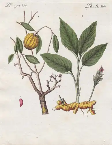 Pflanzen XVII. - 1) Der Gummigutt-Baum. - 2) Die Curcuma - Kurkuma turmeric Gummigutta gum gutti Gewürz spice