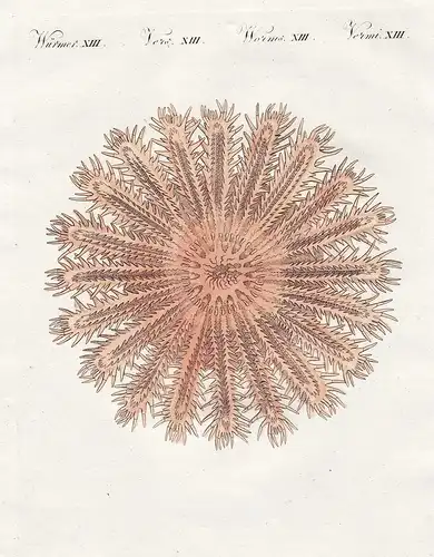 Würmer XIII - Der seeigel-förmige Meerstern - Seeigel Seesterne starfish sea stars worms Wurm worm / Bilderbuc