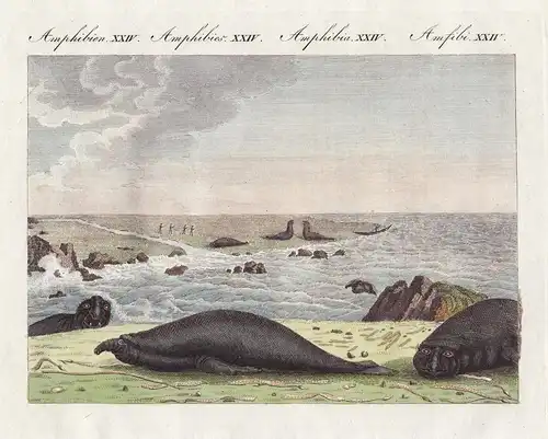 Amphibien XXIV - Die Rüssel-Robbe - See-Elefanten elephant seal Robbe Robben seals Amphibien amphibians / Bild