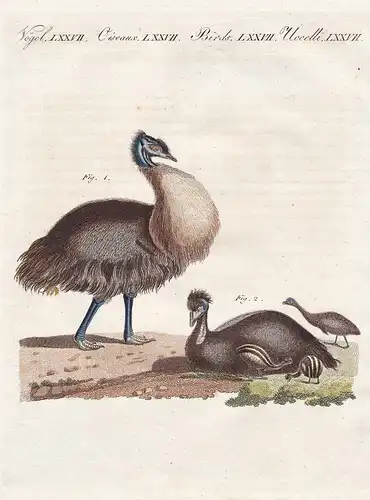 Vögel LXXVII - Der Casuar von Neu-Holland - Kasuare cassowaries Australien Australia Vögel birds Vogel bird  /