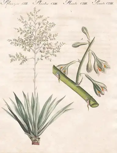 Pflanzen CXIII - Seltene ausländische Pflanzen - Furcraea Pflanzen plants Pflanze plant Agavengewächse agave