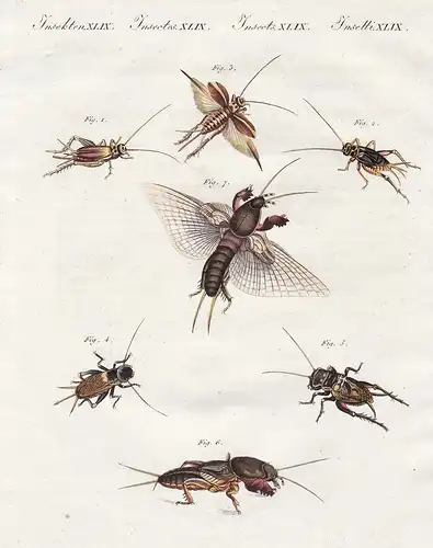 Insekten XLIX - Verschiedene Einheimische Grillen-Arten - Grillen Feldgrille field cricket Insekten insects In