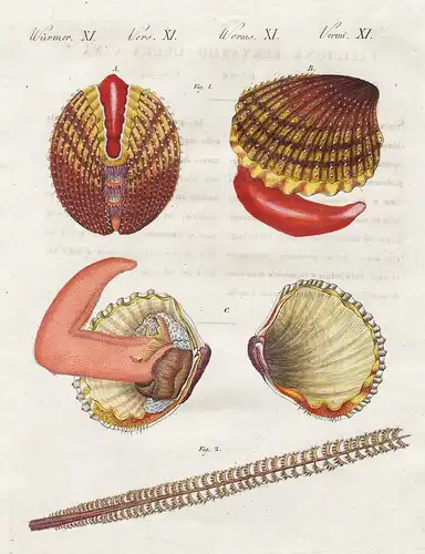 Würmer XI - Seegeschöpfe - Muschel shell Muscheln shellfish Würmer worms Wurm worm      / Bilderbuch für Kinde