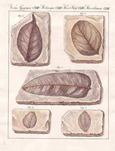 Verm. Gegenst. CXIII - Versteinerte Blätterformen aus der Urzeit - Versteinerung petrification Stein stone Blä