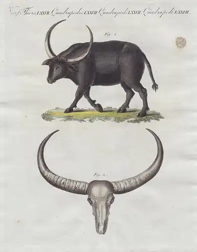 Vierf. Thiere LXXVII - Der Riesen-Büffel - Tiere Büffel water buffalo Wasserbüffel Arni bubalus arnee Afrika A