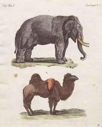 Vierf. Thiere I. - 1) Der Elephant. - 2) Das Kameel. - Elefant elephant Elefanten elephants Kamel Trampeltier