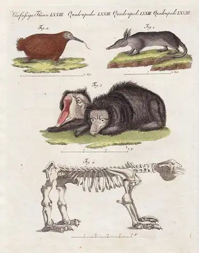 Vierfüssige Thiere LXXIII. Seltene Säugethiere. 1. Der Capsche Ameisenfresser. 2. Der stachlichte Ameisenfress