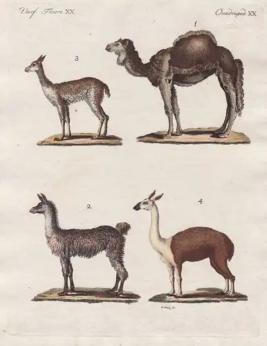 Vierf. Thiere XX. - 1) Der Dromedar. - 2) Die Kameel-Ziege. - 3) Die Vicugna. - 4) Das Guanaco oder Huanaco. -