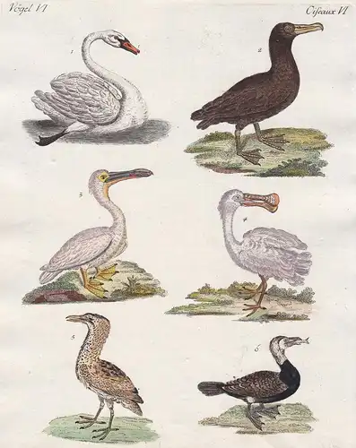 Vögel VI. - 1) Der Schwan. 2) Der Albatros. - 3) Der Pelican. - 4) Die Löffelgans. - 5) Der Rohrdommel. - 6) D