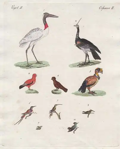 Vögel II. Amerikanische Vögel. 1) Der Jabiru. 2) Der Kamischy. 3), 4) Das Felsen-Huhn. 5) Der Geyer-König. 6)