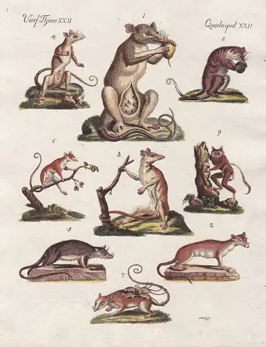 Vierf. Thiere XXII. - 1) Das Marsupial. - 2) u. 3) Das Opossum. - 4) Der Faras. - 5) Der Kayopollin. - 6) Die