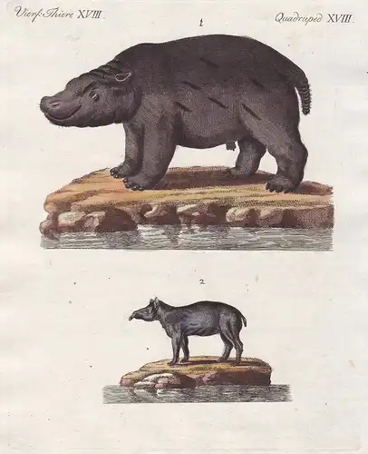 Vierf. Thiere XVIII. - 1) Der Hippopotamus, oder das Nilpferd. - 2) Der Tapir oder der Anta. - Flusspferd hipp