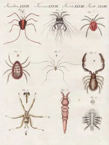 Insekten XXXIII. Wunderbare Insecten. 1. Die schnakenfüssige Rüsselmilbe. 2. Die Gauckler-Wasserspinne. 3. Die