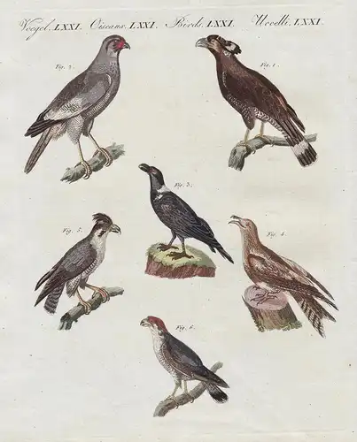 Afrikanische Vögel - 1) Der Bascha - 2) Der Singfalke - 3) Der Corbivan - 4) Der Geismelker mit dem Gabelschwa