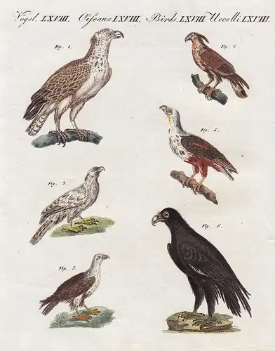 Afrikanische Vögel - 1) Der Greifadler - 2) Der Haubenadler - 3) Der Weissling - 4) Der Singadler - 5) Der Was