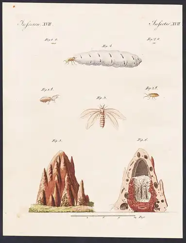 Insecten XVII - Die Termiten - Termiten termite Kerbtiere Insekt insect Insekten insects      / Bilderbuch für