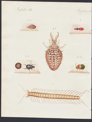 Insecten IX - Der indianische Scolopender - Der amerikanische Pillen-Käfer - Die Sammt-Ameise - Der Ameisen-Lö